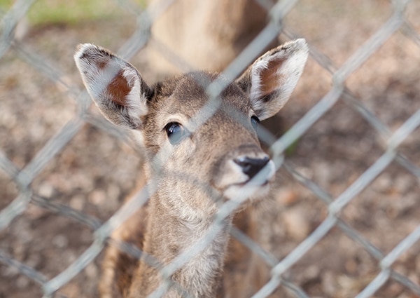 Best deer fencing in Alberta