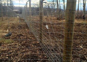 Yamnuska-10ft-game-fence